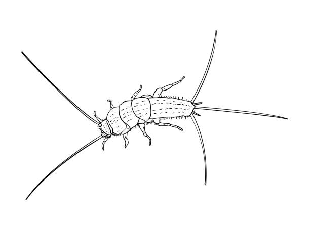 벡터 일러스트 레이 션, 고립 된 파이어 브 래 트 (thermobia 부채) 곤충 흑백 색상, 개요 손으로 그린 그림 - domestica stock illustrations