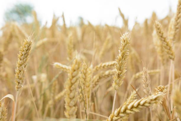 Ripe wheat in the fieldGolden field