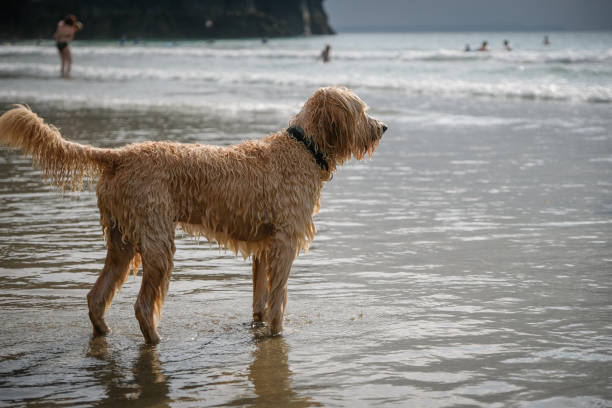 Side view of Labradoodle waiting at the beach in Cornwall, England