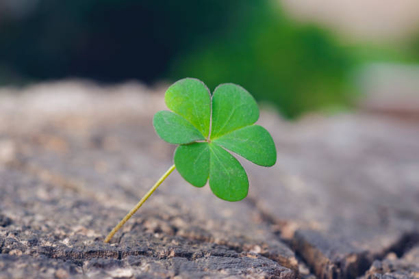 istock New Life concept with Clover. Business development symbolic. 1154754422