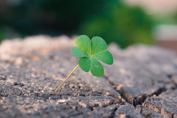 istock New Life concept with Clover. Business development symbolic. 1154754426