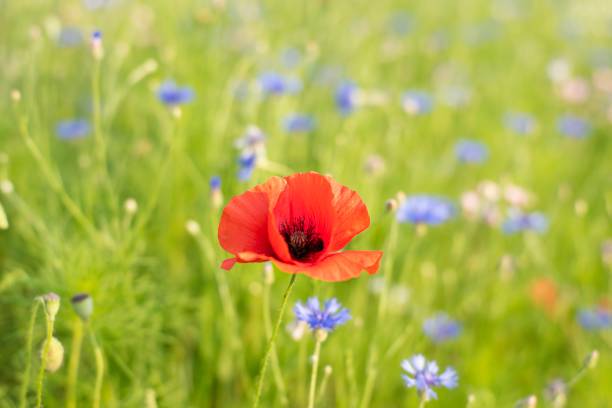 kwiat maku na polu - oriental poppy flower head lace poppy zdjęcia i obrazy z banku zdjęć