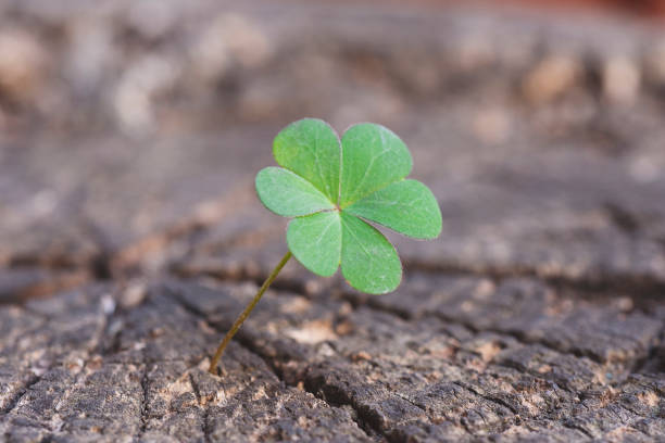 istock New Life concept with Clover. Business development symbolic. 1154754989