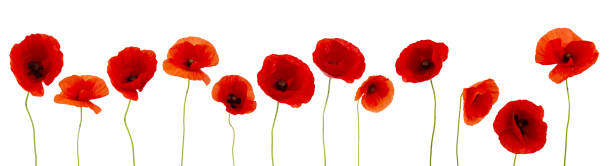 istock poppies flower isolated on white background 1154759812