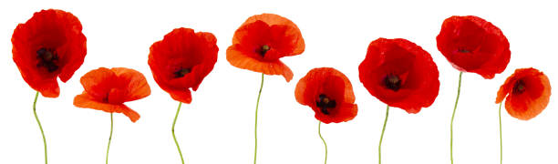 istock poppies flower isolated on white background 1154759815