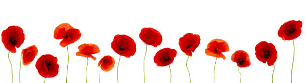 istock poppies flower isolated on white background 1154759820