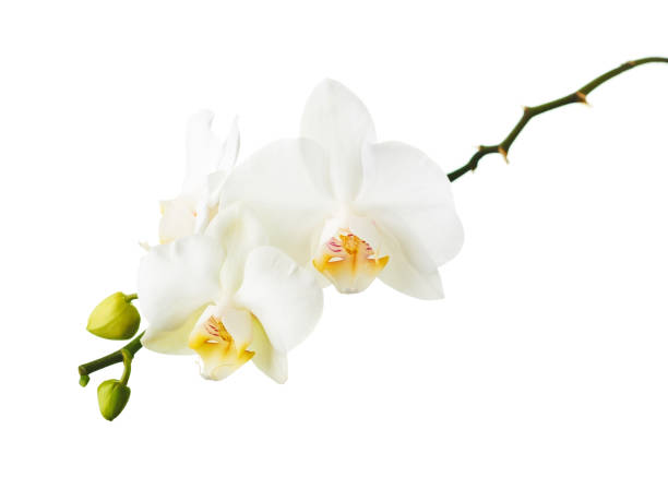 istock Orchid flowers isolated on white. 1154760615