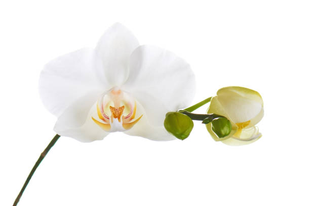 istock Orchid flowers isolated on white. 1154760623