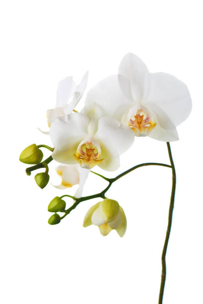 istock Orchid flowers isolated on white. 1154760678