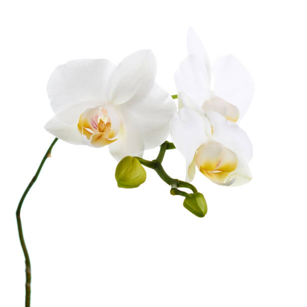 istock Orchid flowers isolated on white. 1154760743