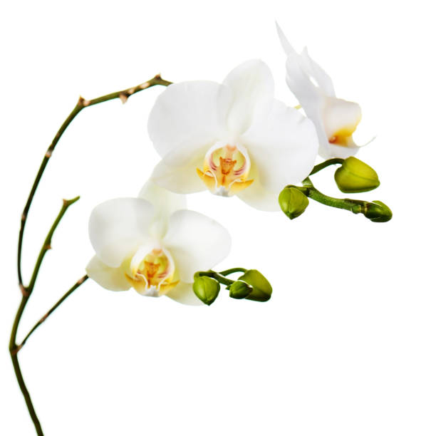 istock Orchid flowers isolated on white. 1154760856