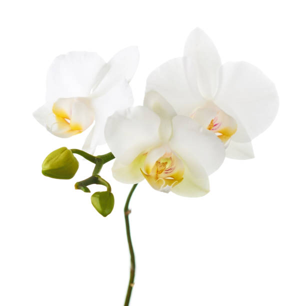 istock Orchid flowers isolated on white. 1154761078