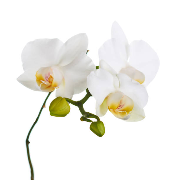 istock Orchid flowers isolated on white. 1154761292