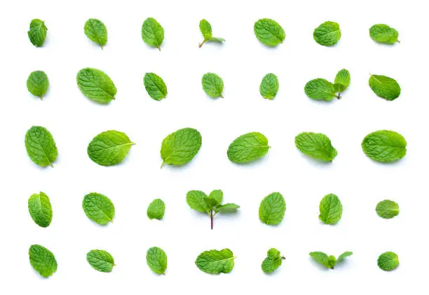 Set of fresh mint leaf top view isolated on white background.