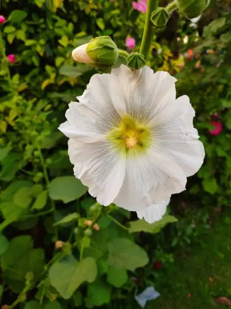 Alcea rosea white flower hollyhocks with light green and yellow centre.