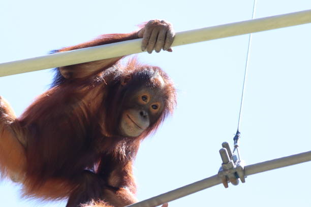 istock Child Orangutan on Tightrope 1154762435