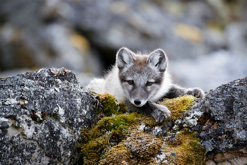 Cute fox cub resting on a cliff after playing with its siblings