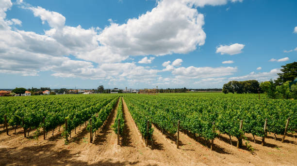 Vineyard at Azeitao in the Setubal region, Portugal stock photo
