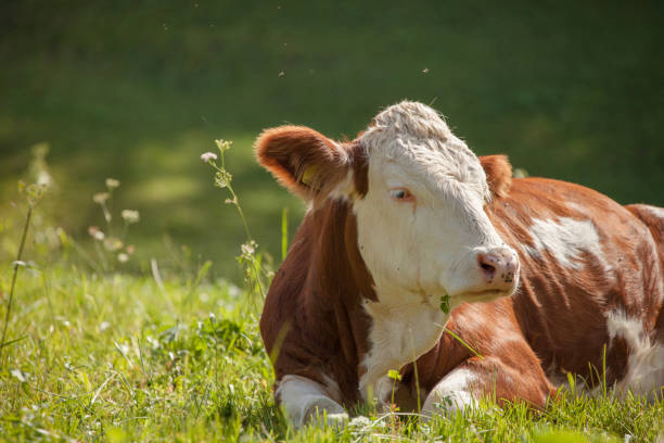 istock A cow resting in a green pasture in Dolomites area 1154764639