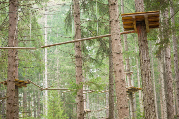 istock Tree climbing long an equipped route inside a n Italian woods in Dolomites, Italy. 1154764698