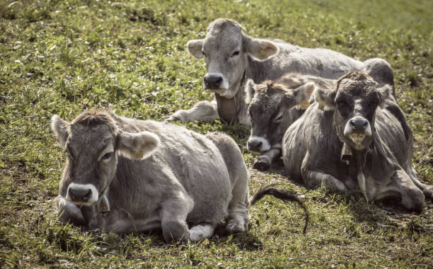 istock Some alpine grey cows resting in a green pasture in Dolomites area 1154765188