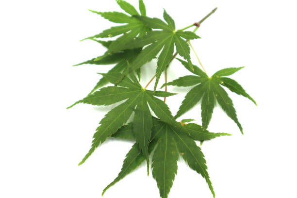 istock I photographed a green, youthful maple. 1154765944