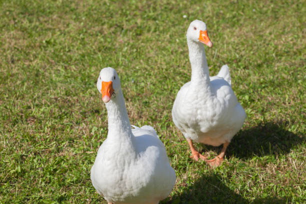 istock Some ducks in a green pasture in Dolomites area 1154765992