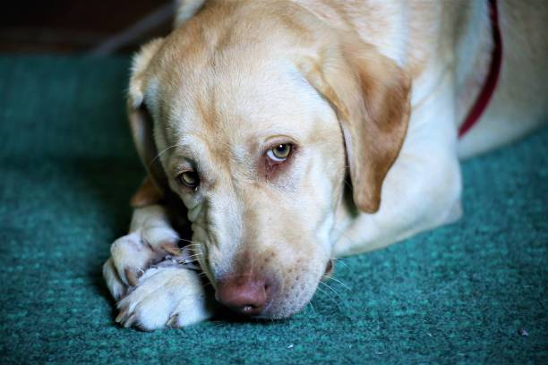 istock dog lying on the floor 1154766468