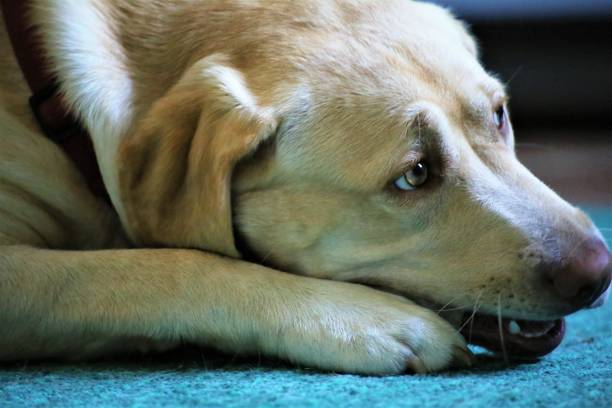 istock dog lying on the floor 1154767361