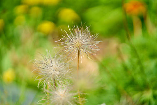 hairy pascue flower after blossom