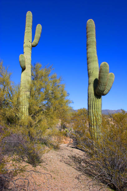 istock Symmetric composition of tall cacti 1154767983