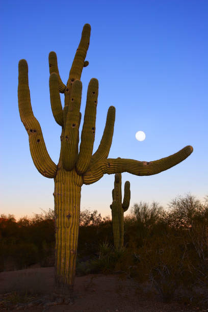istock Silhouette of branching cactus on sunset sky background 1154768034