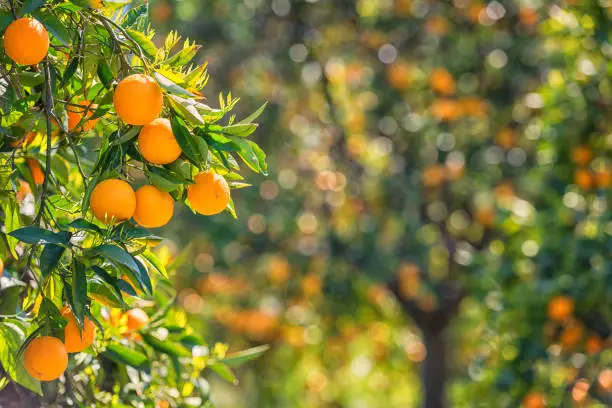 Orange garden in sunlight with ripe orange fruits on the sunny trees and fresh green leaves. Mediterranean natural agricultural background