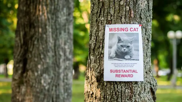 Photo of Banner with the announcement of the missing cat hanging on a tree in the park