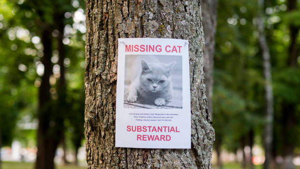 banner mit der bekanntgabe der vermissten katze, die an einem baum im park hängt - desorientiert stock-fotos und bilder