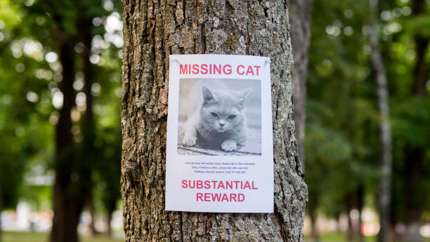 Banner with the announcement of the missing cat hanging on a tree in the park stock photo