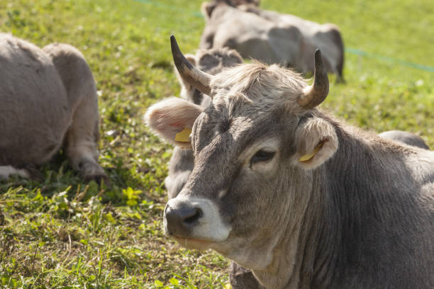 A cow resting in a green pasture in Dolomites area