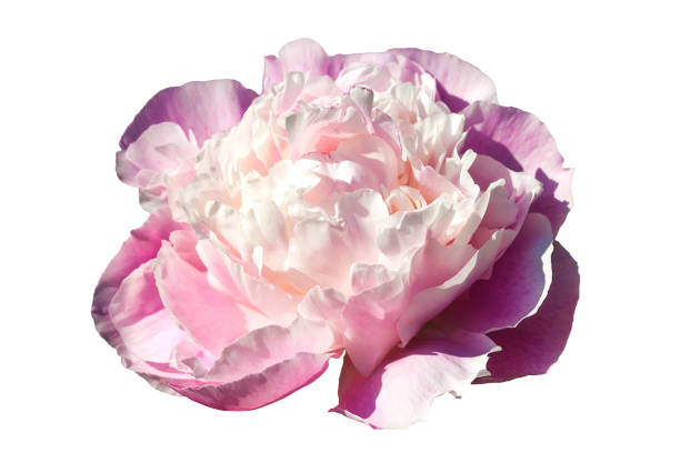 Paeonia Lactiflora 'Sarah Bernhardt' an early spring summer pink double flower plant commonly known as Chinese peony cut out and isolated on a white background