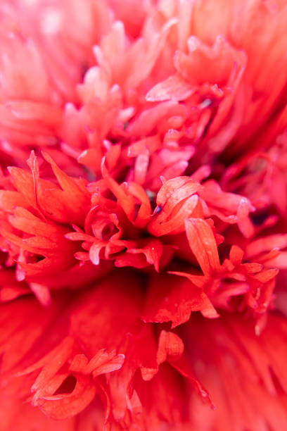 istock Opium Red Poppy Close Up Feathered Petals 1154770496