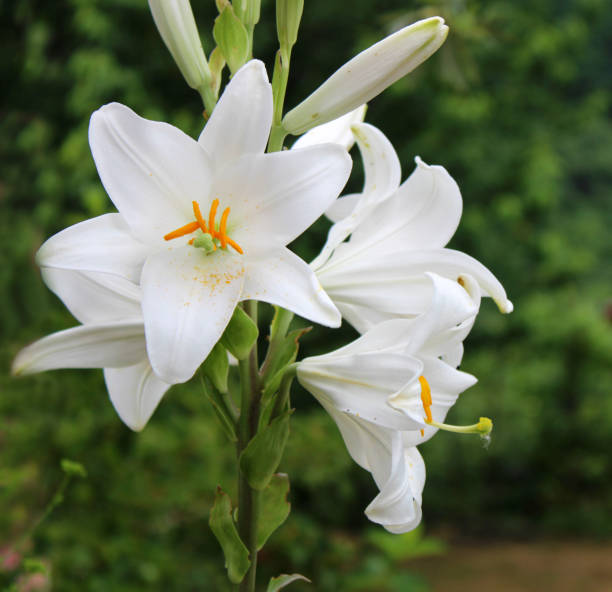 White lily scented flower, lilium candidum White lily scented flower, lilium candidum white stargazer stock pictures, royalty-free photos & images