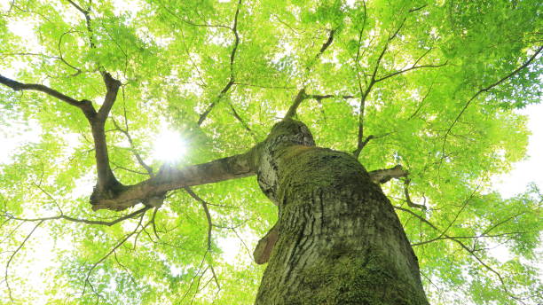 istock Green maple in Japanese garden 1154770720