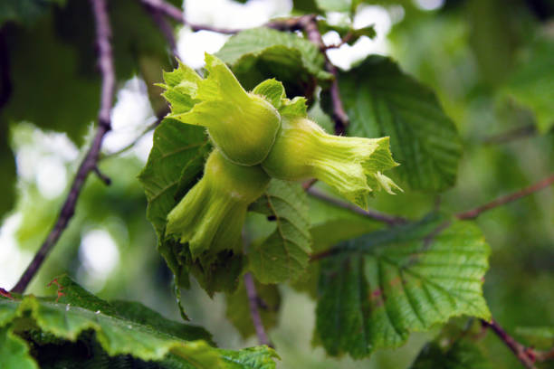 Hazelnut on the branch