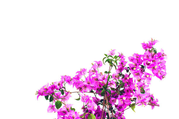 istock Purple bougainvillea flowers tree, white background 1154770807