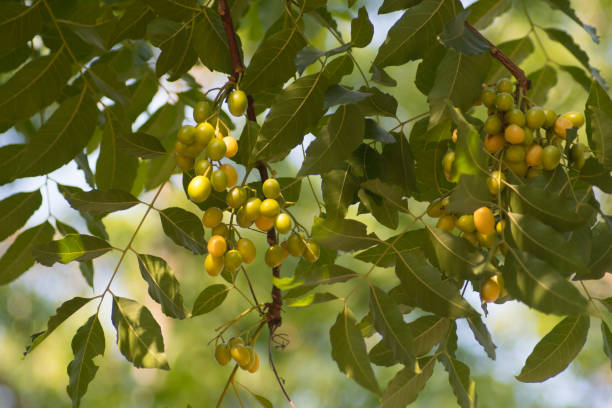 azadirachta indica-samen, die auf baum hängen, gemeinhin als neem, neem baum oder indischer flieder bekannt - azadirachta indica stock-fotos und bilder