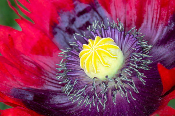 opium red poppy close up feathered petals - oriental poppy poppy close up purple imagens e fotografias de stock