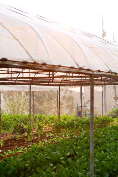 istock Greenhouse in Chiang Rai in sunrise light 1154771999