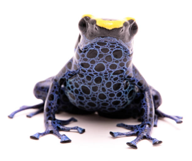 A poison dart frog, Dendrobates tinctorius Kaw morph. A beautiful small exotic animal from the Amazon jungle in Suriname. Isolated on a white background.