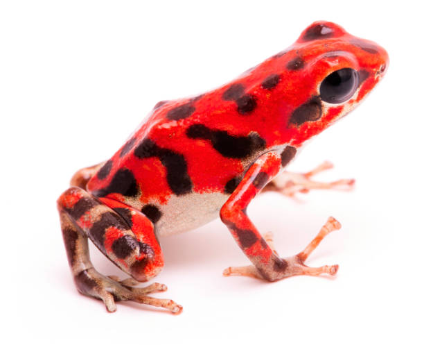 istock Red black spotted strawberry poison dart frog 1154772118