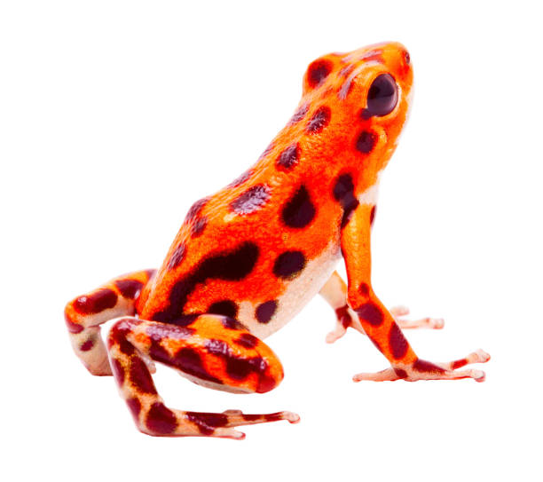istock Poison dart or arrow frog, morph from Red Frog Beach, Bastimentos, Bocas del Toro 1154772195