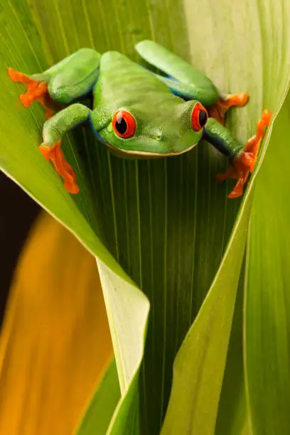 Red eyed tree frog lookingdown from a leaf in the tropical rain forest of COsta Rica. Agalychnis callydria a nocturnal animal with vibrant eyes.